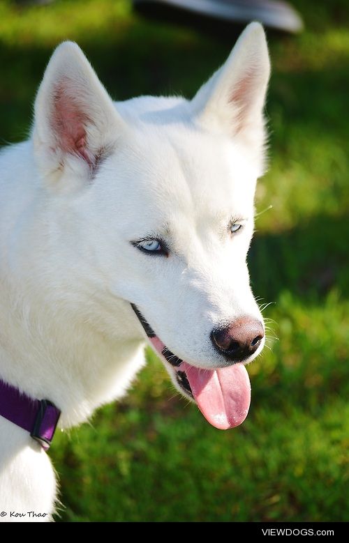 My friend’s white Husky, Coda. 