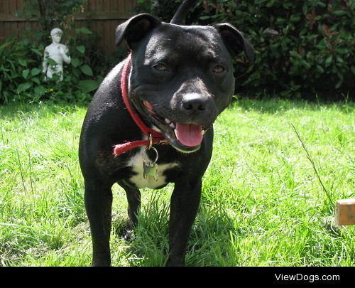 This is Jessie, she is a Staffordshire Bull Terrier. She is full…