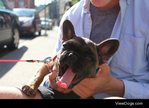 kayandkoda:

Bisca, a really really cute 11 week old Frenchie