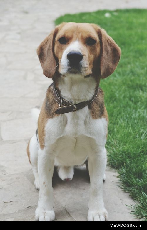 Bobi – beagle