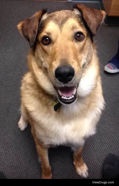 this is jerrell, a collie/shepherd mix. he just turned three…