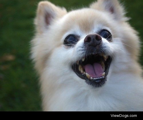 Rocky. He is a 15 year old Pomeranian who loves to smile.
More…