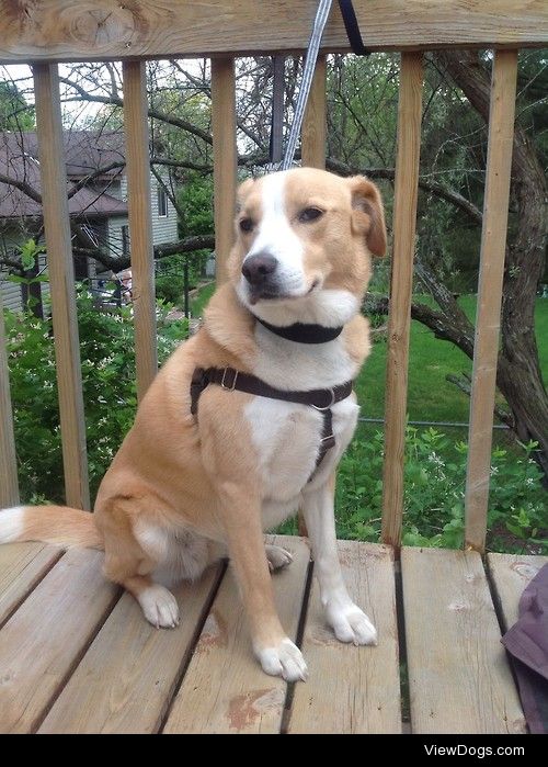 This is Lola. She’s a lab x tolling retriever mix who loves…