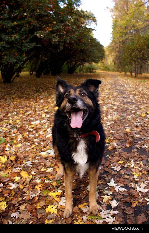 My 7 years old, handsome boy Lama
Warsaw, Poland