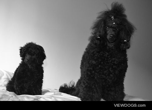 Like father like daughter- toy poodles Rhys and Lucy