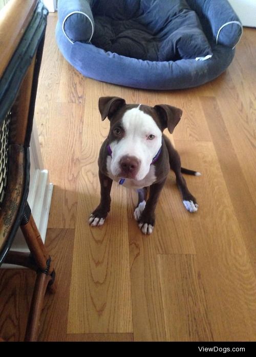 Our baby boy Milo that we just saved from the pound. He’s the…