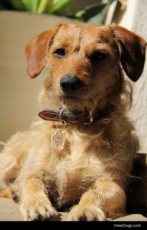 Nino, 18 month old daschund and poodle mix. He loves his family…