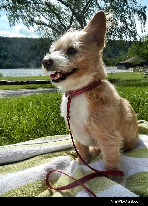 Setta at Devils Lake State Park
2 year old Yorkie, Westie and…