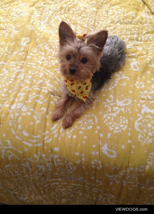 Shanti, a 7year old Yorkshire Terrier.