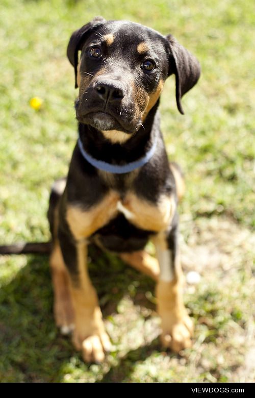 thelifeandtimesofmeesh:

This rottweiler x mastiff pup was…