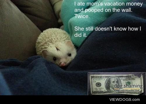 This little Piggy…

“I ate mom’s vacation money and pooped…