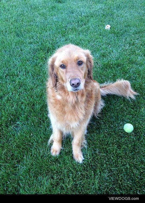 Zoey after a swim.