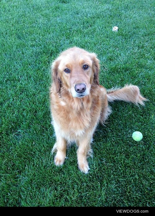 Zoey after a swim.