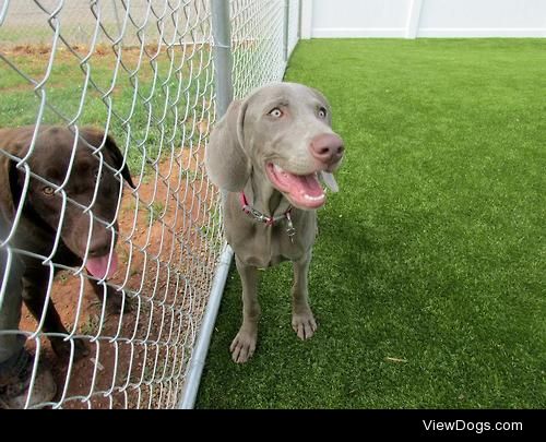 This is my 6 month old Weimaraner Piper at daycare!! :-)