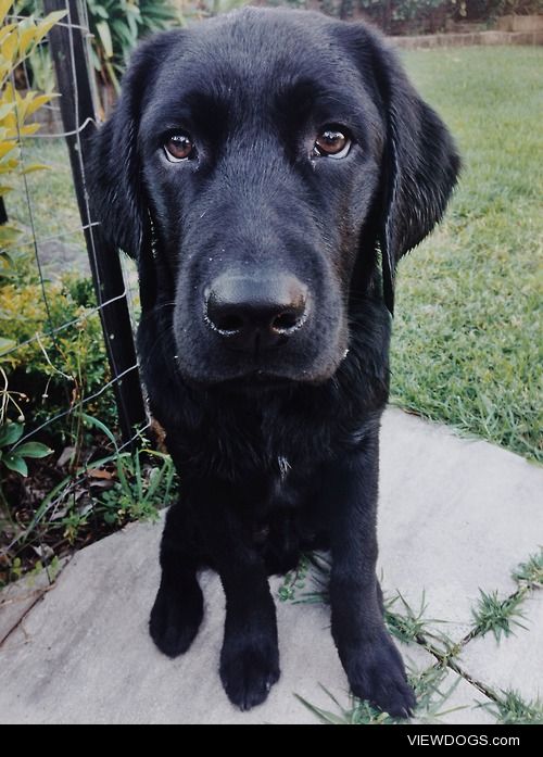 6 month old lab finn, after a bath