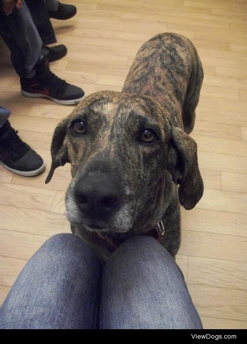 My hound dog Bay, first time I saw her at the shelter. I’ve had…