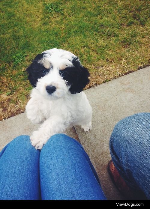 Silkie the Cavapoo, now at 10 weeks and gaining confidence in…