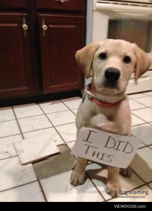 I Did This

Henry is our 3 month old yellow lab. He digs into…