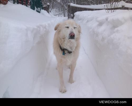 Blake the golden pyranees communing with nature