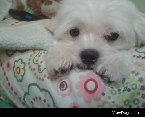 This is one of my two dogs, Sasha, a Maltese. who just turned 5….