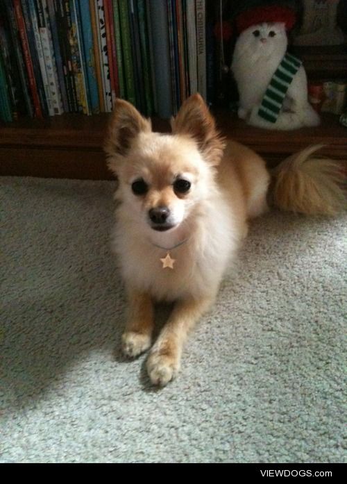 This is Honey, a 10 yr old long haired Chihuahua mix! She’s not…