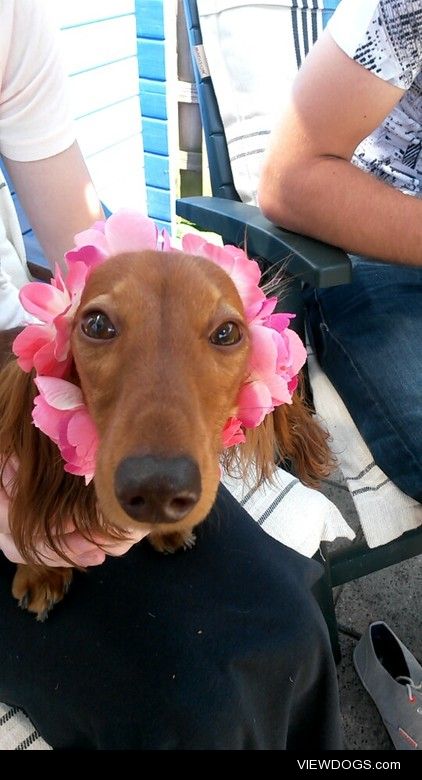 This is my silly dachshund called Orino, we put a flowercrown…