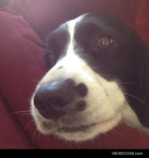 Molly, my English Springer Spaniel, thinks she’s a model