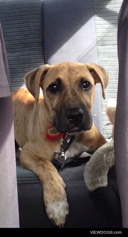 This is Cleo, 3 month old ridgeback/stuffy. Rescued from abusive…