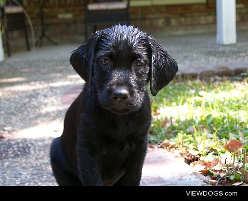 Scout, black lab 