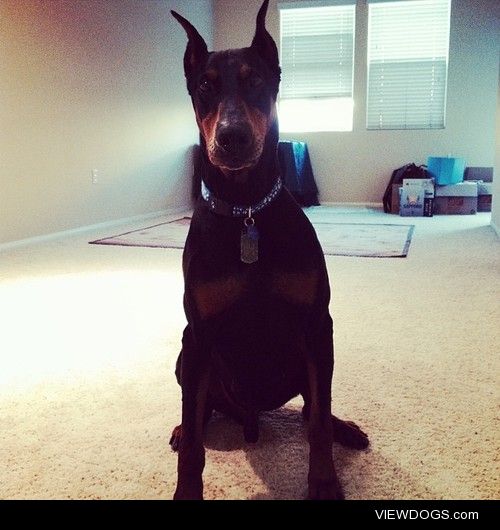 aristotle, my newly rescued six y.o. doberman pinscher. ♡