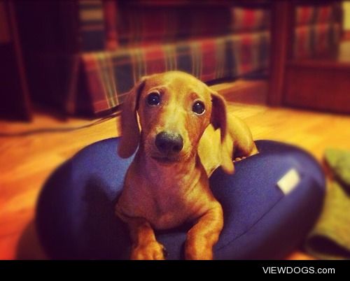 This is Jude, he’s a sweet Dachshund and the light of my…
