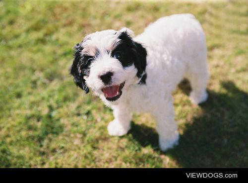 My mum’s adorable 9 week old Cavapoo, Silkie.