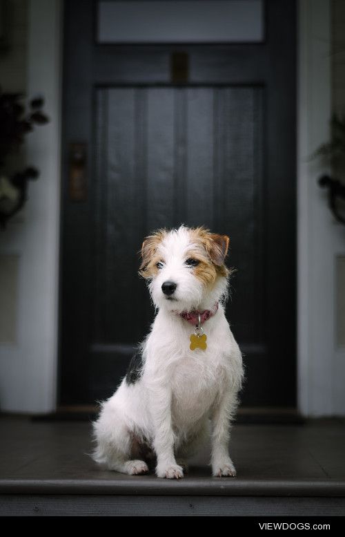 My wife’s aunt’s Jack Russell. Her name is Jackie O.