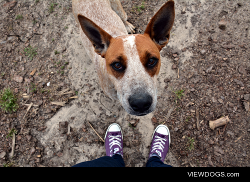 crevannight:

Friendly dog I met while getting firewood near…