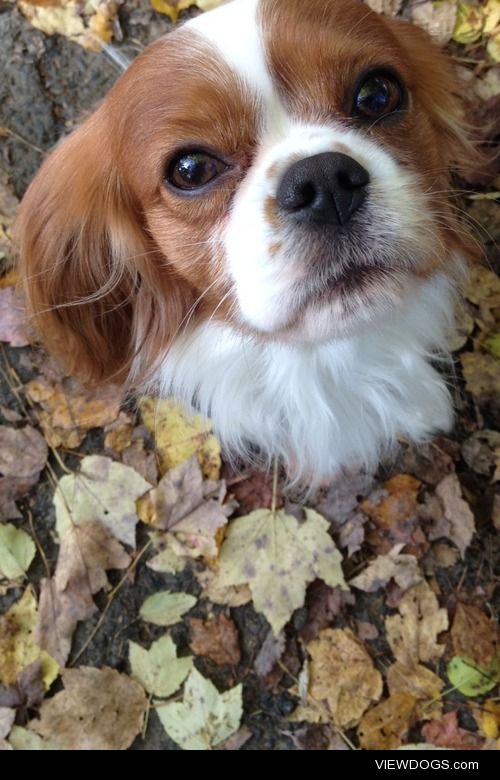This is Ludo. My sweet 6 year old Cavalier boy.