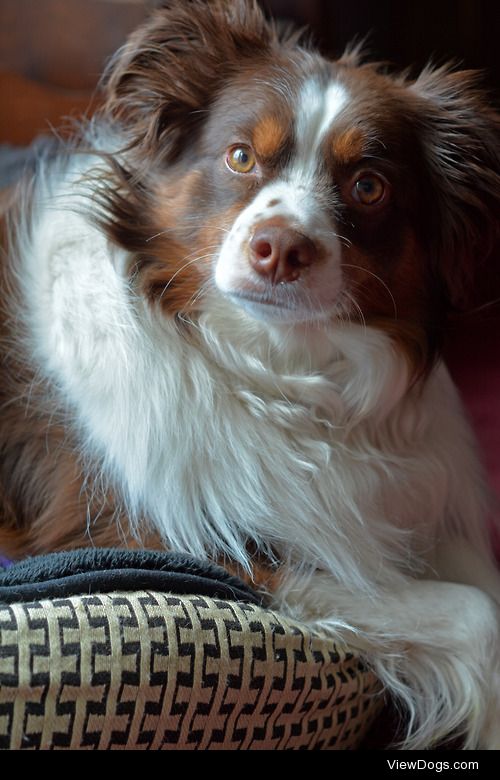 My miniature Australian shepherd, Harley