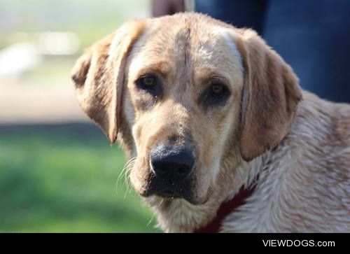 Haley the Labrador