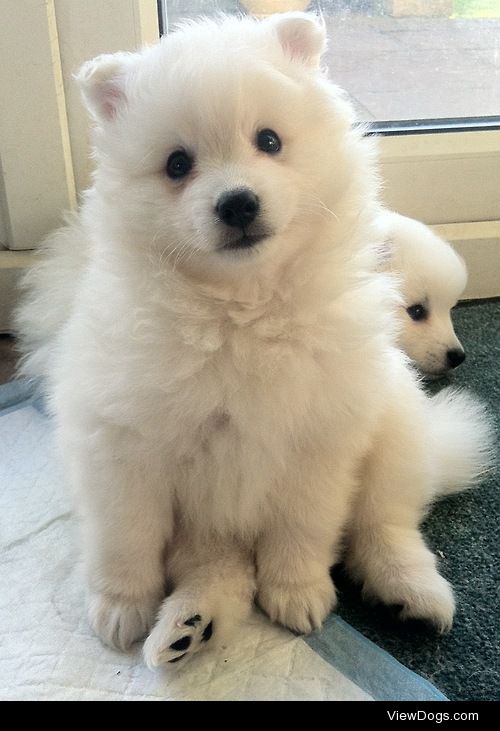 Japanese Spitz; Yuki at 7 weeks // eldoobio