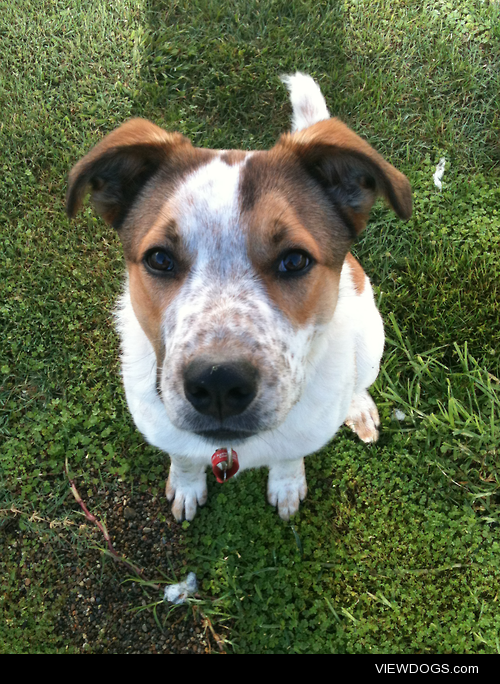 • Finn; mutt, 7-8 months, new zealand

© Nicole Hanson