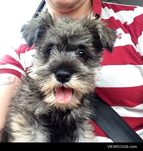 This is my 14 week old Miniature Schnauzer, Daisy. I think she’s…