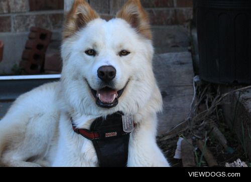 This is my dog Gibson, he’s a husky/lab. he’s my first dog and i…