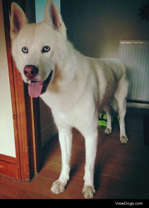 2 year old Kenai, Husky/Akita…