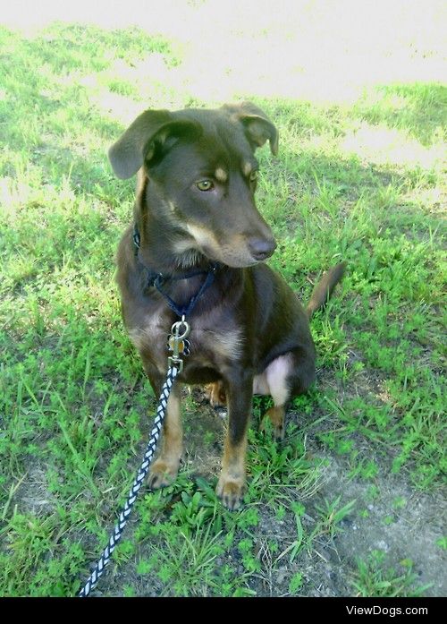 my australian kelpie mix angus doing some bunny watching