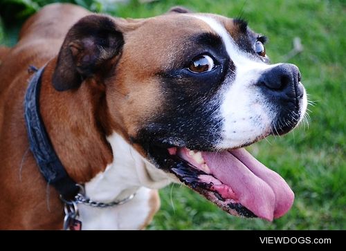Bella our seven year old boxer is full of smiles!