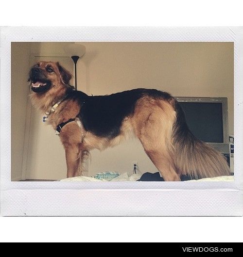 Ginny.  She’s 2 years old and part German Shepard, part Golden…