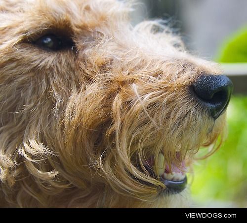 Gertsi the welsh terrier