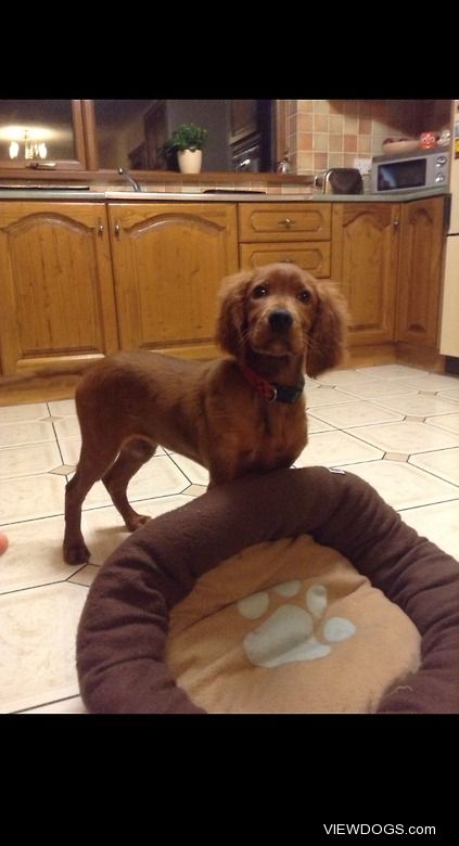 Rudy the red setter puppy