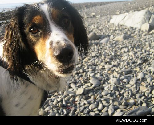 3-year-old Springer Spaniel x Collie, Molly.