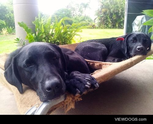 Here’s a photo of my cute pups after running around in the rain…