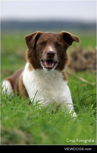 Axel, my stabyhoun/fox terrier mix photographed by my friend…